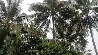 Even though it was raining, I still worked climbing coconut trees in the afternoon PART 2