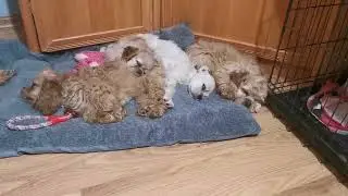 Наигрались 🥰. Щенки породы Американский кокер спаниель 