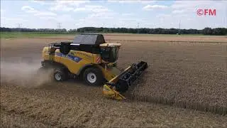 Hoedemakers Ulestraten tarwe dorsen met NH CX8060