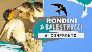 Rondini e Balestrucci NIDI A CONFRONTO