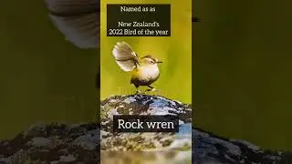 Rock Wren Crowned as NZ Bird of the year 2022