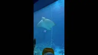Аквариум Эпкот, Диснейленд