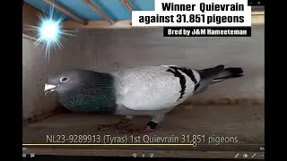 J&M Hameeteman SPEED BIRDS wins 1st & 2nd vs 31,851 pigeons 2025 (Ouddorp, NL)