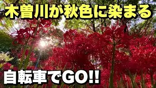 一面に咲く彼岸花と木曽川の景色を走る