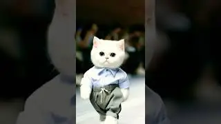#catwalkdancefest #short