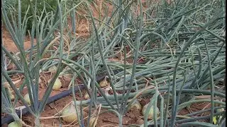 Onion Farming in Zambia: 2021 Update 4 (Oct 05): Pros and Cons of Hybrid Seed