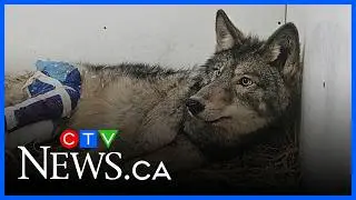 Animal rescue group saves injured wolf