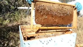 Suas ABELHAS não PRODUZ MEL por esse Motivo/#apicultura