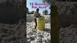 1200 Quintals Cotton | Sadanand #rythubadi #shorts #crystal