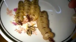 Cận cảnh mối ch&uacute;a // Get close view of Termites Queen