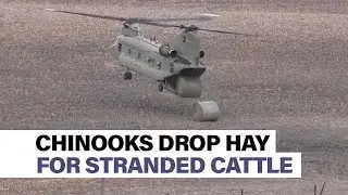 Chinooks drop hay to feed livestock stranded by floods