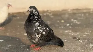 Zaman pigeon Care  is live