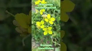 Жовтушник нечуйвітролистий. Erysimum hieraciifolium#2025