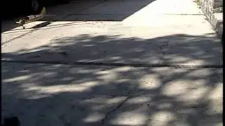 TRAXXAS E-MAXX Modelo 3905