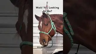 Wait! You Looking At Me🐴😂