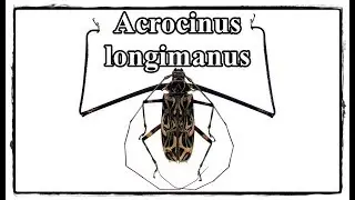 Acrocinus longimanus - Pr&auml;paration / Mounting