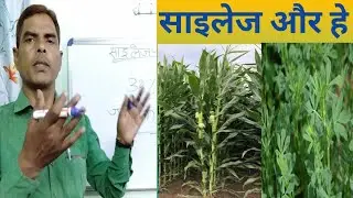 Method of Silage and Hay Making  || साइलेज और हे बनाने की विधि ||