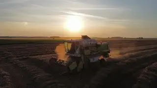 ✩ 🇵🇱 ŻNIWA 2025 W GR.Gapińscy ✩ claas dominator 78s ✩ Filmowy ✩ 