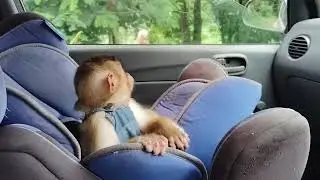 Clingy LaLa: The Affectionate Monkey Who Loves Following His Sister to School