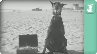 The Great Dig - Dogs at Play