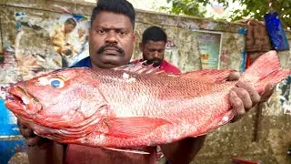 KASIMEDU SELVAM RED SNAPPER FISH CUTTING | UK SONS MARINE 🇮🇳