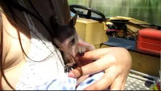 Baby Wallaby outbush rescue