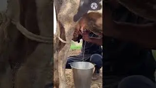 Cow video 😍 aaj mujhe bahut sara dudh dena hai 🐄 Cow fanny video new cow video#cowcartoon