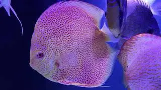 Super rare albino fine spotted eruption discus fish..