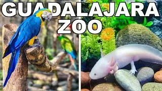 Guadalajara Zoo Adventure 🐅 | African Safari, Chair Lift & Aquarium