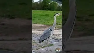 Grace of the Heron | Majestic Wading Bird in Natural Habitat#AnimalHQ #Wildlife #RareAnimals
