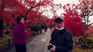 Eikando Red Maple Trees Autumn