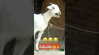 Sania sania name please funny video 😁😂#funny #viral  #sania #youtubeshorts