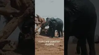 The elephant #elephants#gentlegiants#conservation#savetheelephants