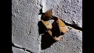 Counting Herald Moths