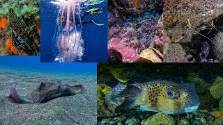Buceo en Los Abrigos 03-01-2024