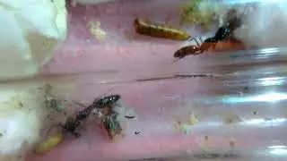 trapjaw ant queen and nanitics