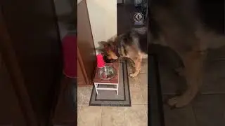 Happy Dogs 🤪 #funny #entertaininganimals #pets #compilation #cute #dogs #memes #doglife