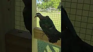Green Wing Doves