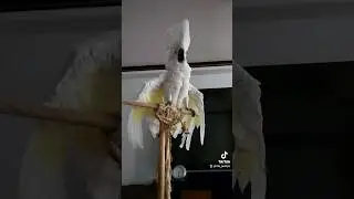 Agitata da due venti! #opera #vivaldi #funnyparrot #cockatoo #funnyanimals #funnyvideo #pappagallo