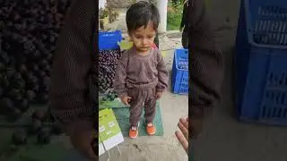 Black amber plum #kotkhai #shimla #himachal                     09__kotkhaivlogger is live