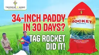 Tag Rocket Boosts Paddy Growth - More Tillers, 34-Inch Crops in Just 30 Days.