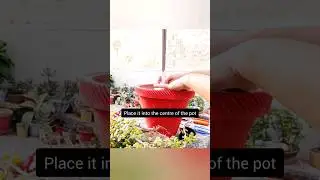 Pyramid Topiary with Jade plant/ Jade Pyramid Topiary Step by step #ytshort #topiary #jade #viral