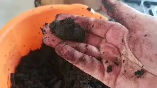 Чистые богатые отливки червей❤️ Сбор Голодной Корзины