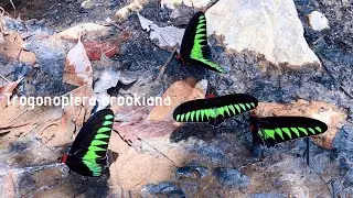 【Malaysia🇲🇾】Trogonoptera brookiana アカエリトリバネアゲハ