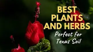 10 Best Plants and Herbs Perfect for Texas Soil