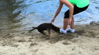 Noonbarra Kelpie Ernie enjoying the river
