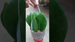 Como fazer mudas de zamioculcas por folhas.