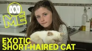 Petography: Exotic Short-haired Cat