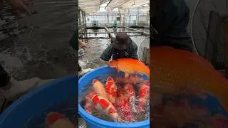 Не могу дождаться возвращения в сезон сбора урожая в Японии 🧡