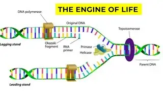 Life&rsquo;s Copy-Paste Function: Nature&rsquo;s Copy Machine | Cracking DNA&rsquo;s Secrets